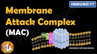 Membrane Attack Complex  Terminal Steps of Complement Pathways Part V FLImmuno17 [upl. by Nywled]