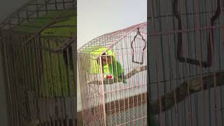 Love birds  Male parrot shorts mashaallah yt [upl. by Aineg]