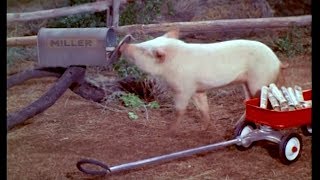 Arnold Ziffels quotExtra Extraquot News Hooterville Secedes from the Union  Green Acres  1971 [upl. by Yank]