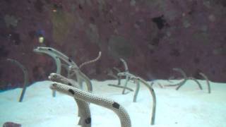 【HD】沖縄 美ら海水族館 チンアナゴ gardeneel Heteroconger hassi Okinawa Japan [upl. by Buford]