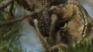 Longeared Owl closeup [upl. by Judith]