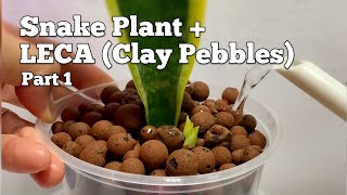 How to Grow Snake Plant Sansevieria in Clay Pebbles LECA PART 1 [upl. by Nyleimaj]