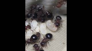 Meranoplus Bicolore ants insects hormiga fourmis [upl. by Ayanad432]