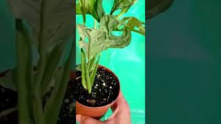 Houseplant Monstera adansonii Order Online plants indoorplantlover indoorplant [upl. by Ahsenat]