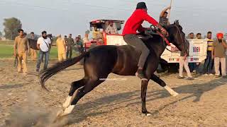 📍Mansur Deva Sher Singh Wala   Bareback Horse Racing  27th Nov [upl. by Malinde]