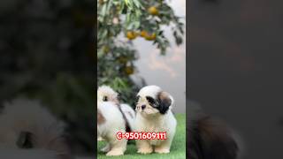 Pure quality shihtzu pupies fully vaccinatedC9501609111 for buy [upl. by Pepin]