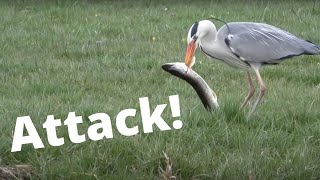 Werkt deze blauwe reiger de enorme snoek naar binnen  Does this heron eat the giant pike [upl. by Llenad]