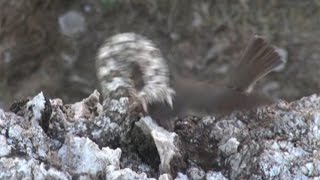 Iranian spidertailed viper tricks bird [upl. by Joice]