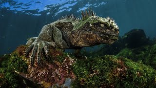 Marine Iguanas Masters of the Sea [upl. by Tillio959]