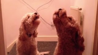 Cockapoo Dogs Singing On Command [upl. by Archer494]