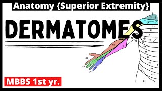 Dermatomes Anatomy  MBBS 1st year  Upper limb [upl. by Je618]