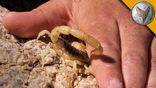 Stung by a Scorpion  with Sting Closeup [upl. by Ennadroj]