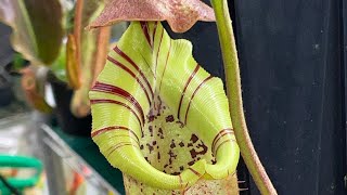 Nepenthes grow tent  june update [upl. by Hugh]