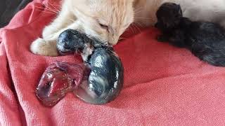 Cat Giving Birth Cat Gives Birth To 4 Kittens  Part 2 [upl. by Shannen]