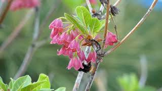 Bumblebees Visit Red Enkianthus Flowers [upl. by Ecirtaed]