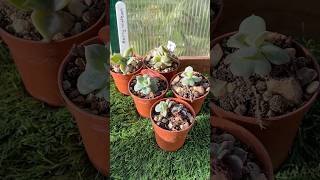 Potting on leaf props 🌱 succulentpropagation succulentobsession succulents [upl. by Eiddal]