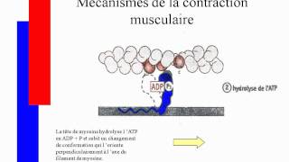 Mécanismes de la contraction musculairesavi [upl. by Neehsas]