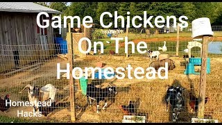 Game Chickens On The Homestead amp Why You Need Them [upl. by Summons]