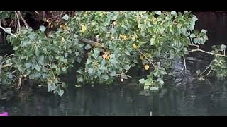 Beaver behaviour  how they easily chew trough branches and first signs of beavers canal top left [upl. by Nawiat]