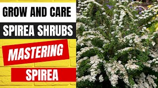 Mastering Spirea Growing and Caring for Spirea Shrubs [upl. by Orianna155]