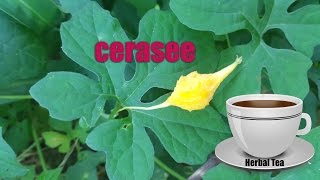 Cerasee Jamaican Cerasee Cerasee Tea Cerasee Plant [upl. by Fontes]