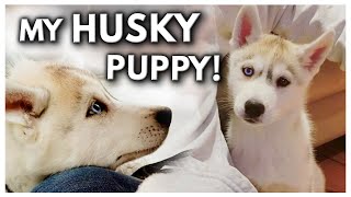 HUSKY PUPPY’S First Day Home  The Day I Got My Puppy UNSEEN FOOTAGE [upl. by Elish]