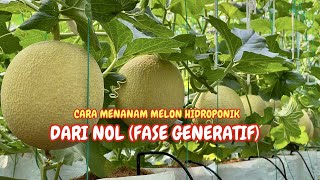 Cara menanam melon hidroponik fase generatif  MENANAM MELON [upl. by Marko]