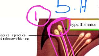 Hypothalamo Pituitary Axis HPA [upl. by Staford906]