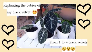 Black Velvet Alocasia Propagation [upl. by Jacobo955]