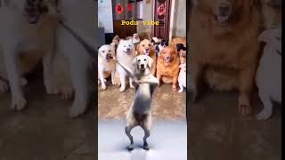 Vibing dogs  Mighty Tamil  tamil funny dog doglover [upl. by Tillman]