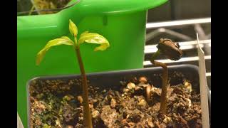 Time Lapse of American Persimmon Seedlings Diospyros virginiana [upl. by Lorn]