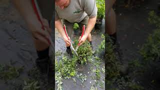 HOW TO trim your Spirea bushes Settlemyre Nursery [upl. by Wengert]