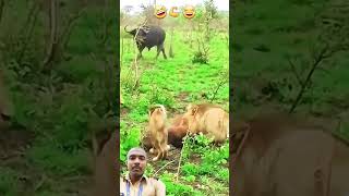 Tiger attack in buffalo shorts wildlife animal shortsfeed youtubeshorts [upl. by Garibald833]