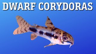 Corydoras Habrosus Care [upl. by Ulysses6]