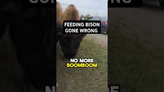 FEEDING BISON GONE WRONG [upl. by Yecnahc]