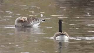 Preening Greater white fronted goose [upl. by Spark]