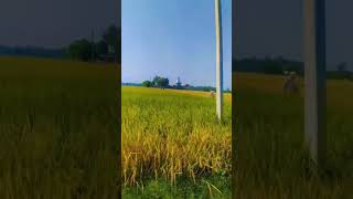 Nature vlogs ytshort video farmers lover [upl. by Enel]