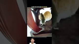 Janwaro Ke Sabse Gajab Ke Karname 😂👀 funny cat amazingfacts animals factsinhindi fact [upl. by Sudnac]