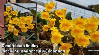 เอื้องผึ้งกับเทคนิกการเลี้ยงให้ออกดอก ย้ำ ไม่แดด ไม่ดอก Dendrobium lindleyi [upl. by Jehius]