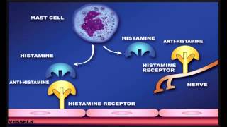 H1 Blockers or Antihistamines  1st Generation amp 2nd Generation Drugs [upl. by Malan]