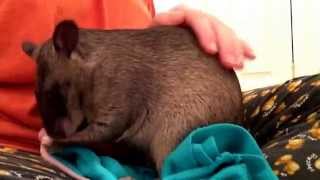 Gambian pouched rat madison sat on my knee [upl. by Biddick]