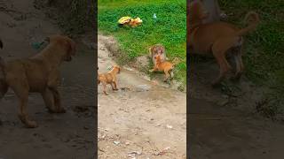 dog vs monkey fight 🐒💪🐕 shorts shortsfeed [upl. by Alyac]