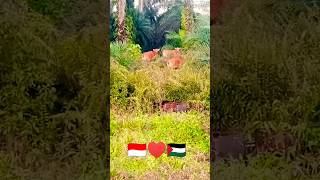 Kebun Sawit 🇮🇩♥️🇵🇸 [upl. by Colier]