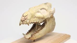 69quot Fossil Oreodont Merycoidodon Skull on Base  South Dakota  Specimen 217200 [upl. by Tenahs]