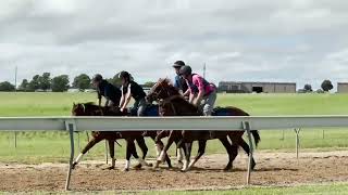 TRAPEZE ARTIST x ABSOLUTE HEAVEN filly  breaking in  Kenmore Lodge [upl. by Granger]