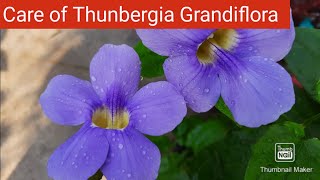 Thunbergia Grandiflora Care  How to Grow and Care Bengal Trumpet VineBengal Clock Vine Blue Sky [upl. by Anairam]