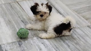 Day 46  Shih Tzu Dog Playing [upl. by Ansilme711]