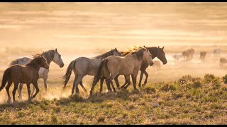 Onaqui Wild Horses Stallions of Utah Running Wild Wonders of America Ep 21 by Karen King [upl. by Gessner562]