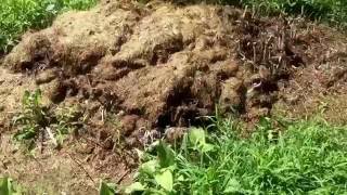 Easy way to Compost Chicken Manure [upl. by Enirolf857]