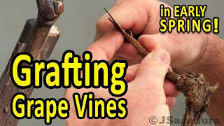 Grafting Grape Vines in EARLY SPRING  Best GRAFTING TECHNIQUES for GRAPES [upl. by Survance]